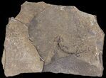 Permian Branchiosaur (Amphibian) Fossil - Germany #63602-1